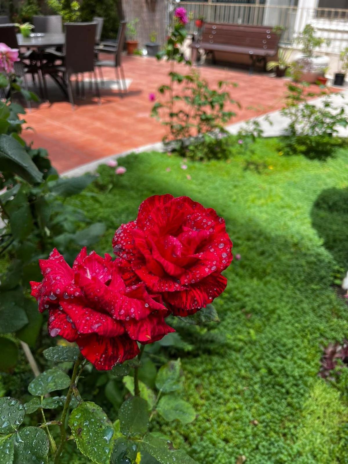 Rose Garden Omax Apartments 阳光海滩 外观 照片