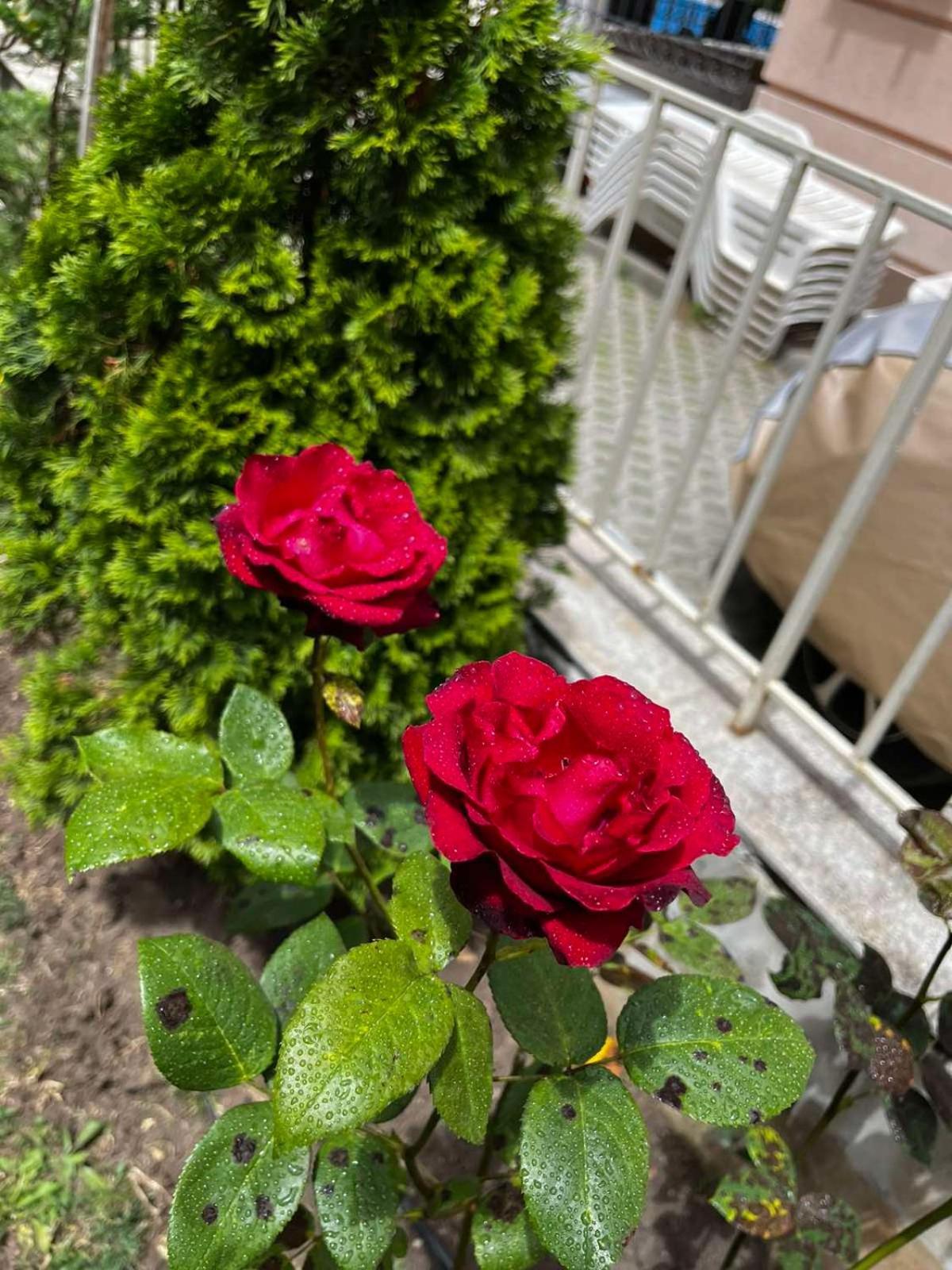 Rose Garden Omax Apartments 阳光海滩 外观 照片